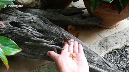 Thai Dr Dolittle hand feeds hungry chameleon in his garden