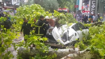 KOCAELİ İZMİT'TE DEV ÇINAR AĞACI DEVRİLDİ 1 YARALI