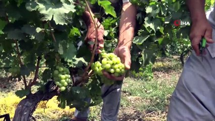 Tarsus’ta üzüm hasadı başladı