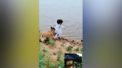 വീഴാന്‍ പോകുന്ന പെണ്‍കുട്ടിയെ രക്ഷപ്പെടുത്തി നായ, വീഡിയോ കാണൂ