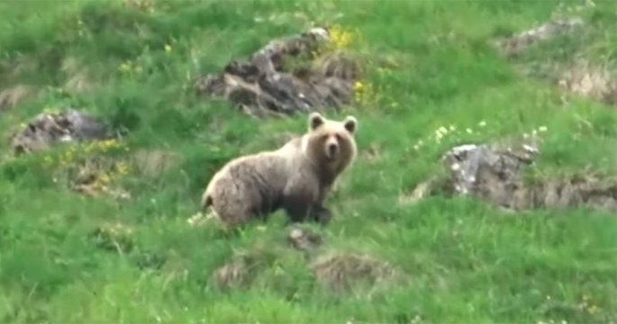 À 9 ans, il rencontre un ours sauvage dans les Pyrénées et le filme