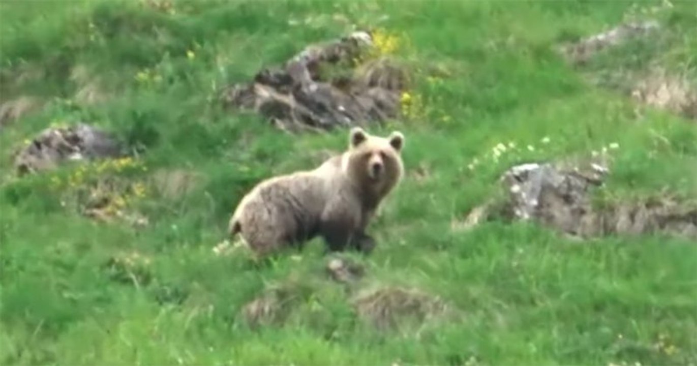 À 9 ans, il rencontre un ours sauvage dans les Pyrénées et le filme