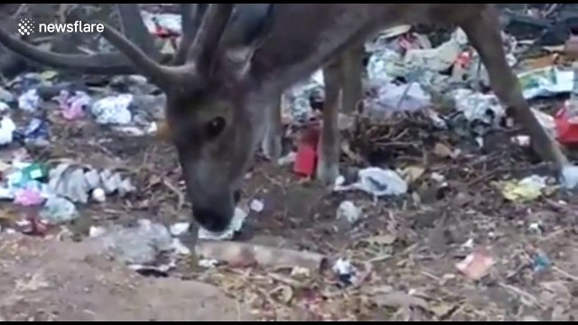 Heartbreaking footage of wild deer munching on plastic-wrapped leftovers