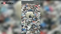 Orso Polare, i rifiuti sono i suoi ghiacciai | Notizie.it