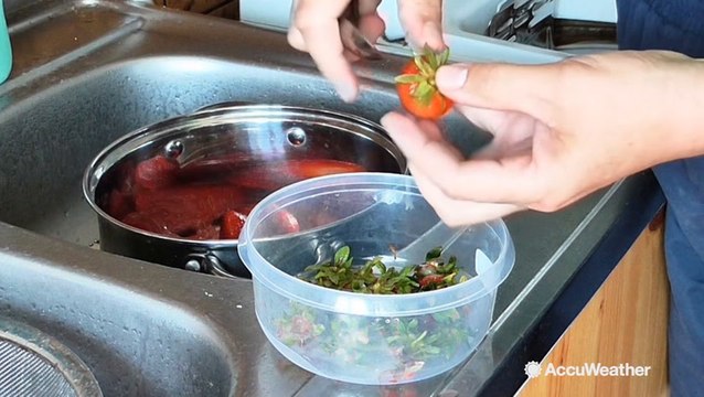 Strawberry season is underway across the country