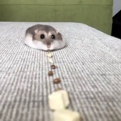 Une course à la nourriture pour ce mignon petit hamster. Trop chou !