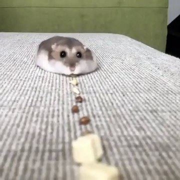 Une course à la nourriture pour ce mignon petit hamster. Trop chou !