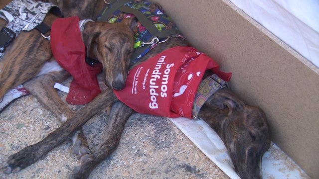 El Retiro celebra el 'Salón para la Adopción de Animales de Compañía'
