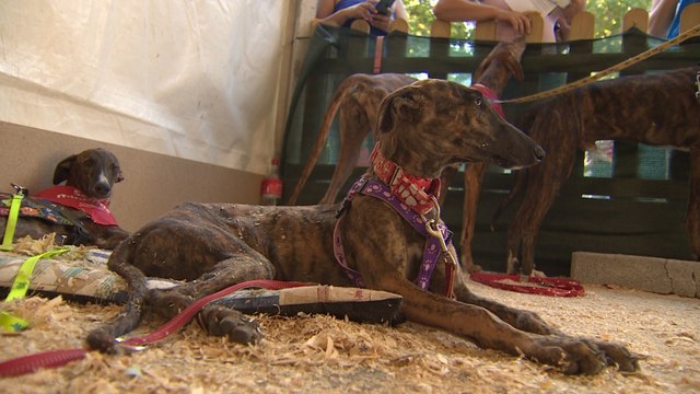 Madrid acoge el 'Salón para la Adopción de Animales de Compañía'