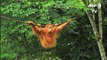 Indonésia devolve dois orangotangos à vida selvagem