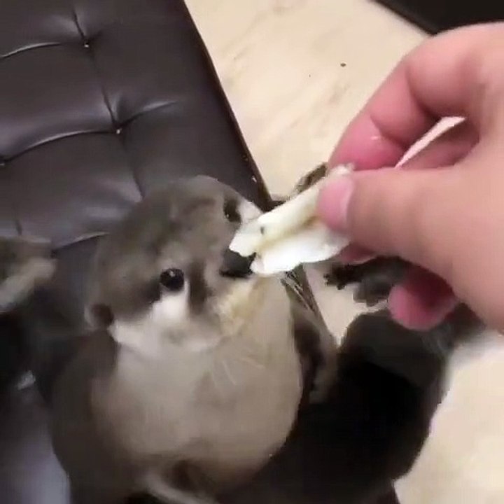 Les cris de ces bébés loutres vont vous faire craquer. Adorable !!