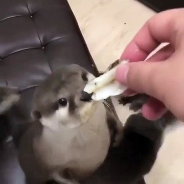 Les cris de ces bébés loutres vont vous faire craquer. Adorable !!