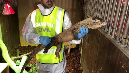 Intervenido por primera vez en Europa un ejemplar de Dragón de Komodo