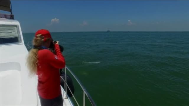 La construcción de un puente en Hong Kong amenaza al delfín blanco chino