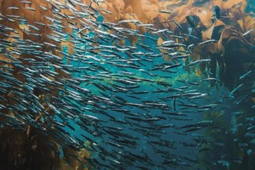 Les bancs de poissons : comment s'organisent-ils ?