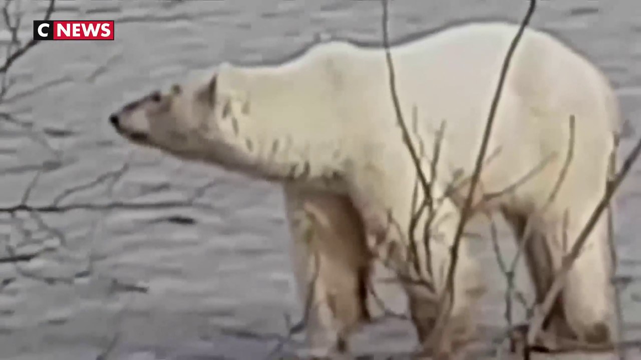 Russie : Un ours blanc affamé aperçu a 800 km de son habitat
