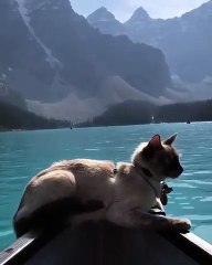 Ce chat est un vrai guide touristique. Admirez !