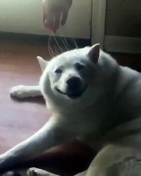 Ce husky profite pleinement de sa séance de chatouilles. Trop mimi !!