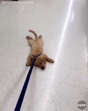 Quand un chiot ne veut pas rentrer, voici ce que ça donne. A mourir de rire !!