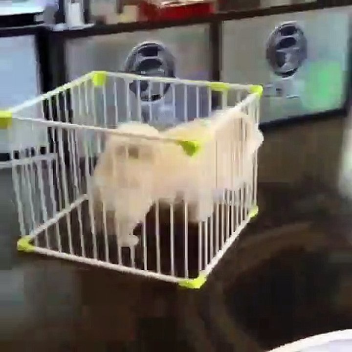 Cette chienne vole un panier et court à toute vitesse. Trop marrant !!