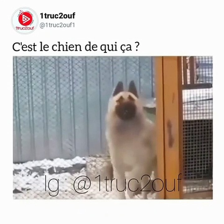 Ce chien est un vrai fan du hip hop. Admirez comment il danse bien !!