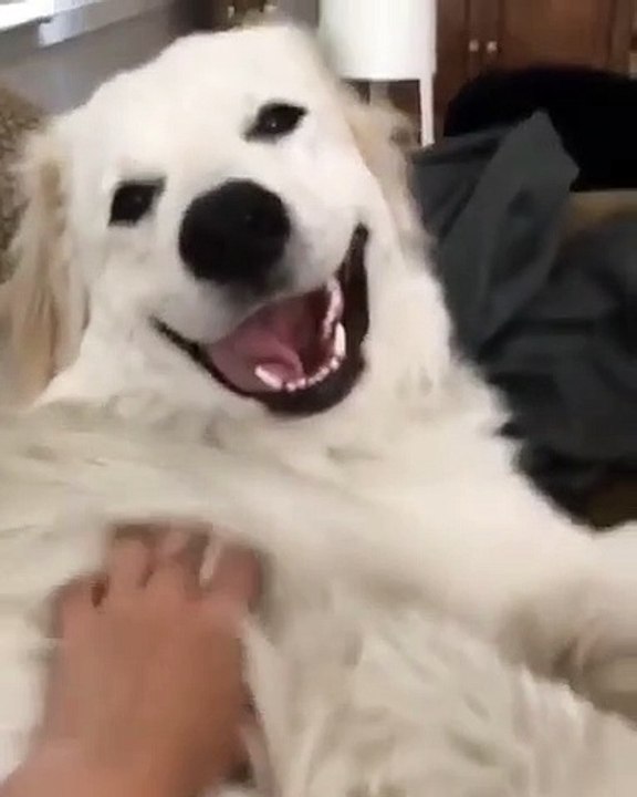 Cette chienne est très autoritaire. Regardez comment elle réclame des caresses !