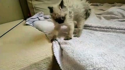 Ce chaton apprends à se défendre. Admirez !