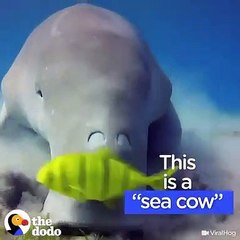 Découvrez ce mammifère hors de commun qui s’appelle le Dugong !!
