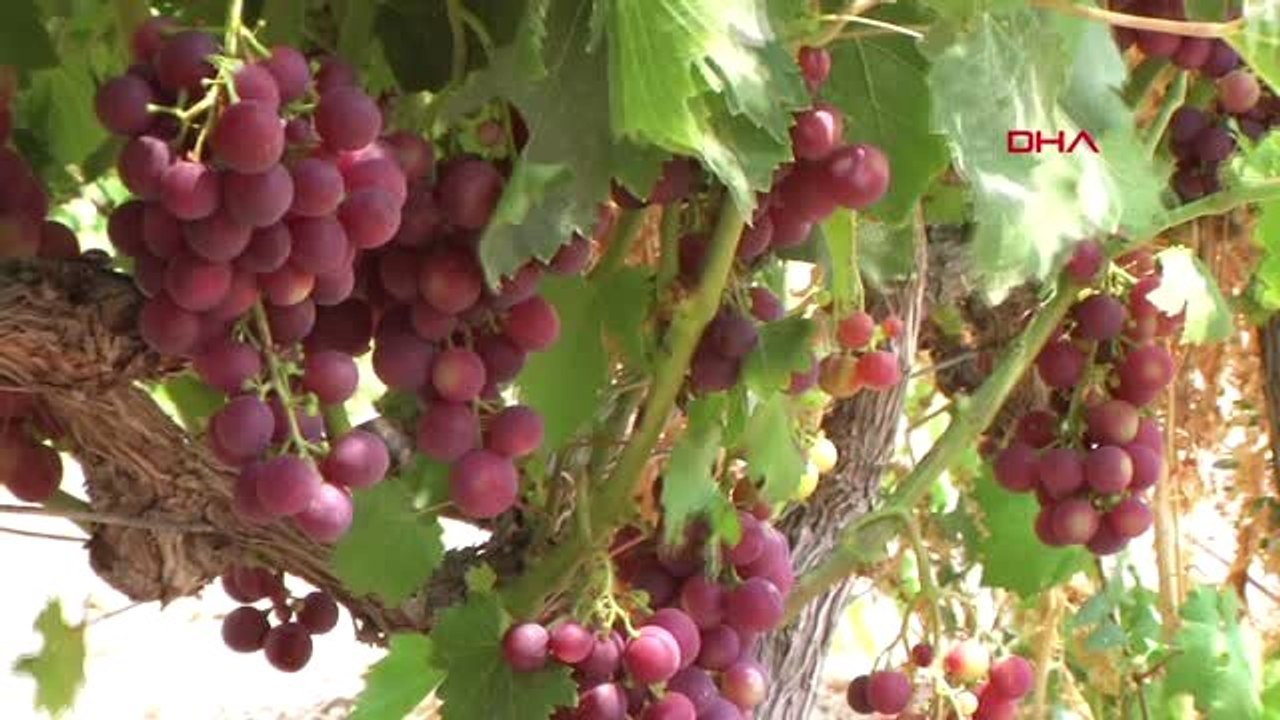 MERSİN Türkiye'nin ilk üzüm hasadı Tarsus'ta yapıldı