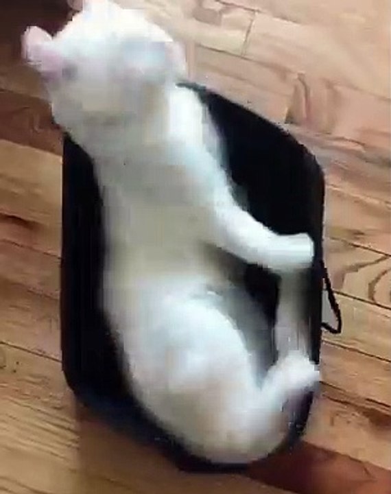 Cette chatte coincée dans un sac fait tout pour en sortir. A pleurer de rire !!