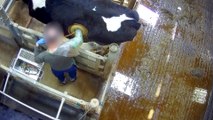 Vaches à hublot, poulets incapables de marcher... L214 dévoile de nouvelles images et porte plainte contre un laboratoire de recherche en nutrition animale