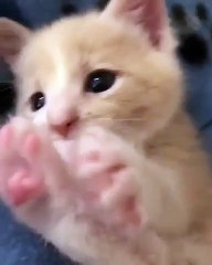 Ce chaton va vous faire tomber sous son charme. Envoûtant !!