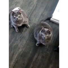 Ces chats sont dressés pour se tenir debout. Incroyable !!