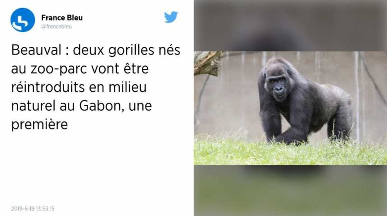 Zoo de Beauval. Deux gorilles nés en France vont partir pour le Gabon
