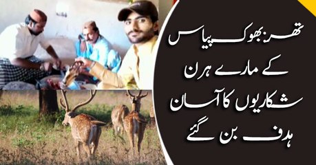 Hungry Deers become easy prey for hunters in Tharparkar