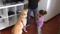 Cómo hacer que el perro acepte al bebé en la familia