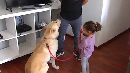 Cómo hacer que el perro acepte al bebé en la familia