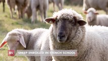 These Sheep Are Educated And Saved A School