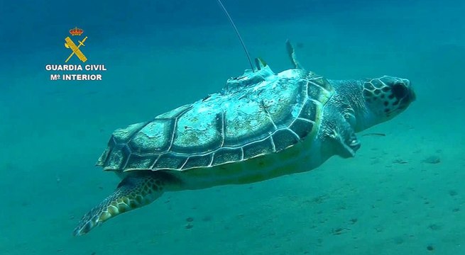 Guardia Civil ha realizado más de 27.000 actuaciones relacionadas con animales