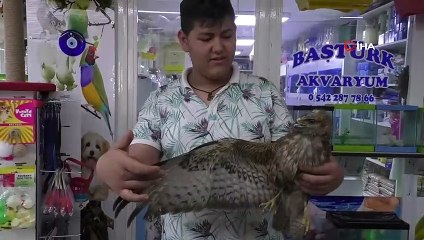 Yaralı şahin yavrusu tedavi edilmek üzere görevlilere teslim edildi