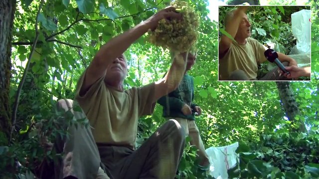 Türkiye’nin En Büyük Ihlamur Ormanlarında Hasat Başladı