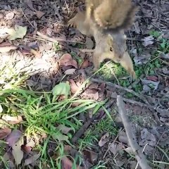 Squirrel Makes off with Smoke