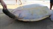 Rescatan a una tortuga marina varada en una playa de China