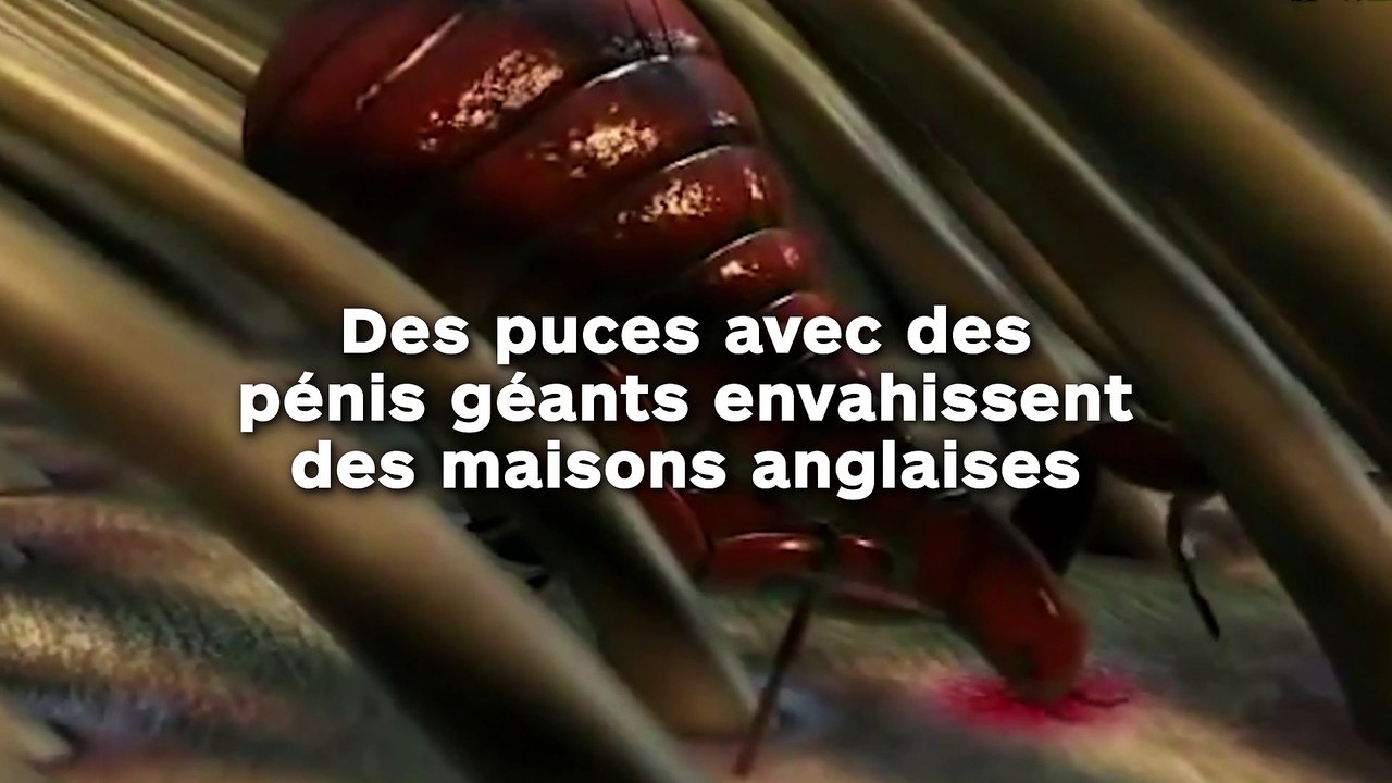 Des puces "super bien montées"envahissent des maisons anglaises !