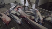 Detienen en Gabón a un barco pesquero con armadores españoles por pesca ilegal de tiburones