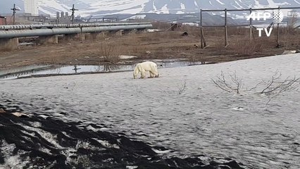 Oso polar hambriento aparece a 800 km de su hábitat natural