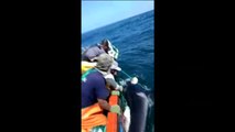 Pescadores peruanos liberan a una orca bebé