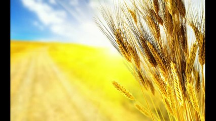 Alimentos que contienen gluten