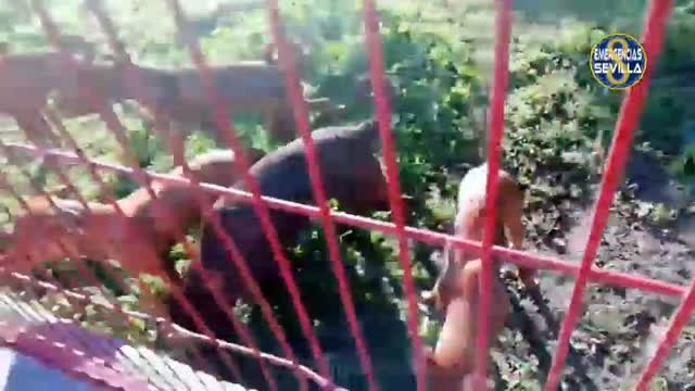 La policía busca al culpable de abandonar 18 cachorros en un parque de Sevilla