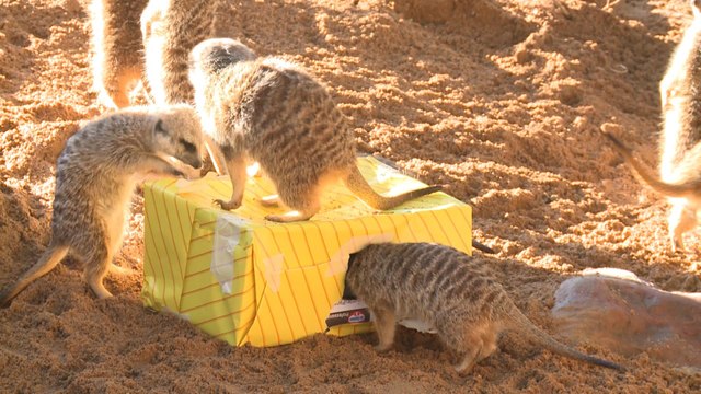 Los Reyes Magos entregan regalos a los animales del Bioparc